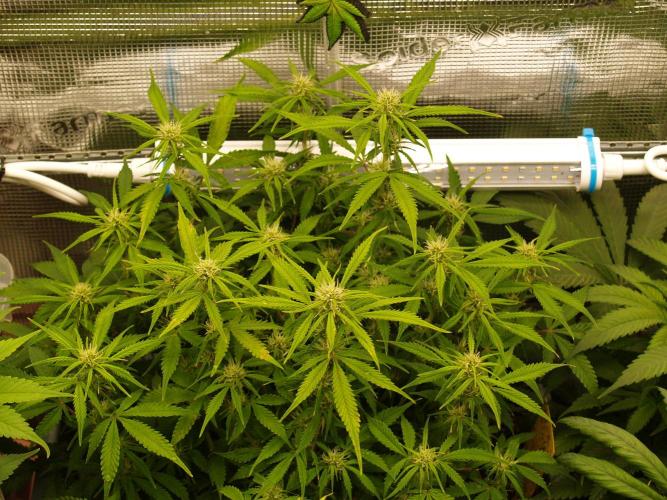 GMO Cookies Auto from Zamnesia. Week 8 - Tag 59