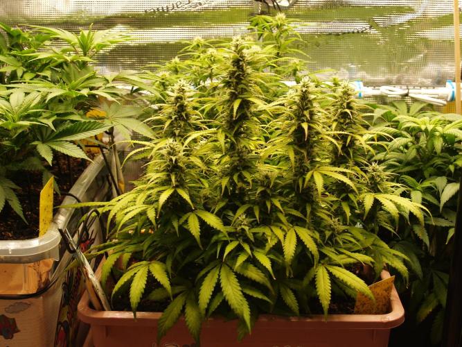 Auto AK-47 XL Divine Seeds. Week 8 - Tag 63