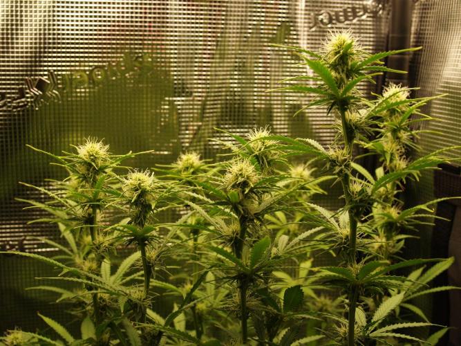 Green Cure CBD F1 Hybrid Auto Zamnesia. Week 8 - Tag 61