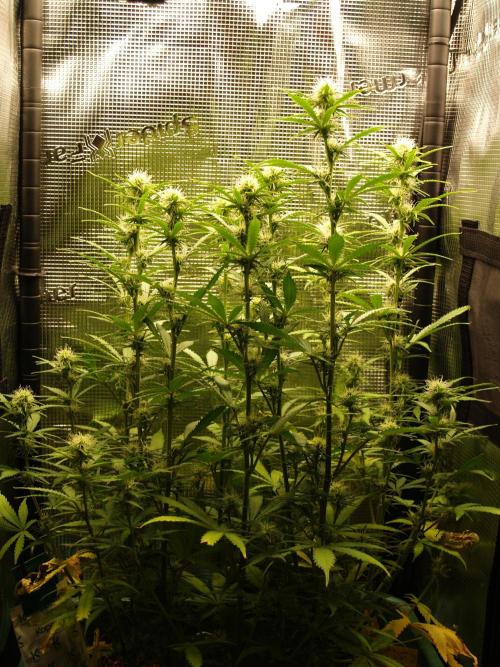 Green Cure CBD F1 Hybrid Auto Zamnesia. Week 8 - Tag 61