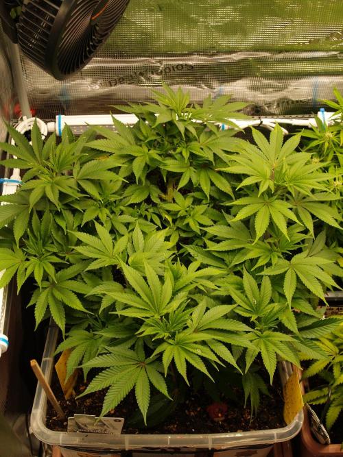 White Rhino From Zamnesia zweite Runde. Week 8 - Tag 61