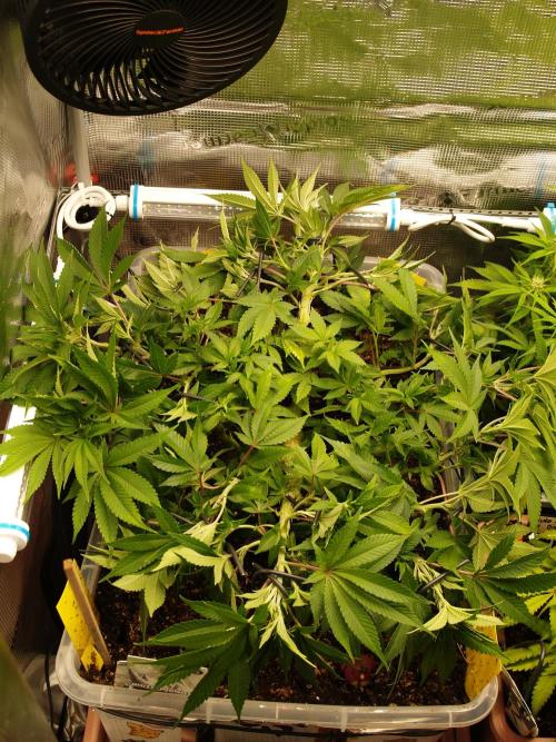 White Rhino From Zamnesia zweite Runde. Week 8 - Tag 61