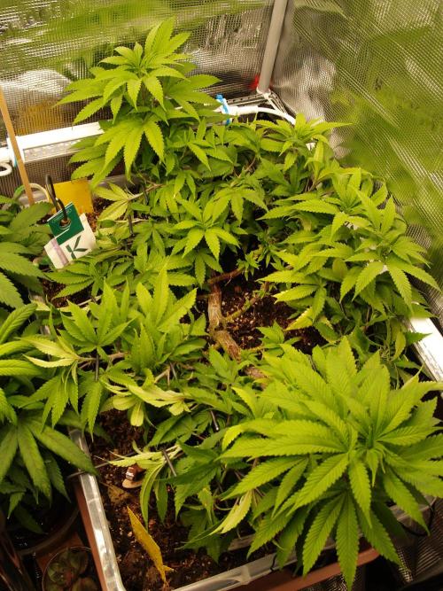 Eleven Roses. Week 12 - Tag 91