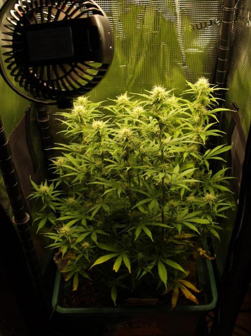 Green Cure CBD F1 Hybrid Auto Zamnesia. Week 8 - Tag 63