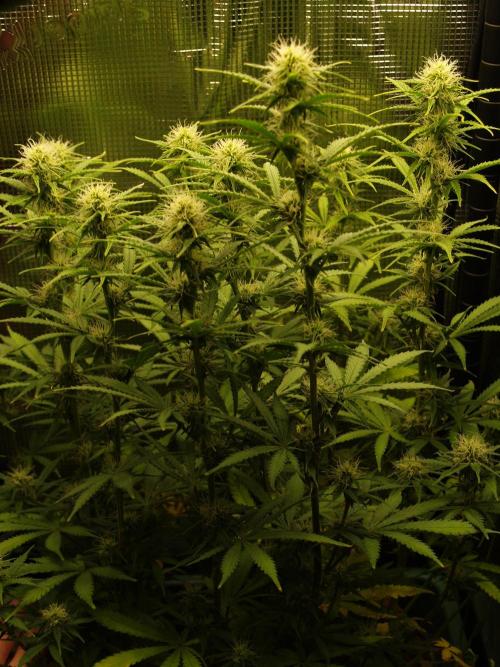 Green Cure CBD F1 Hybrid Auto Zamnesia. Week 8 - Tag 63