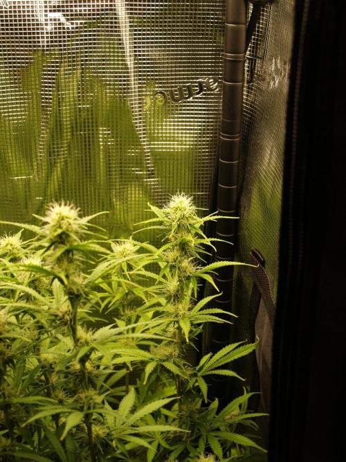 Green Cure CBD F1 Hybrid Auto Zamnesia. Week 8 - Tag 63