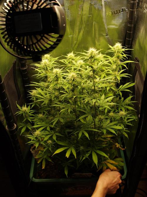 Green Cure CBD F1 Hybrid Auto Zamnesia. Week 8 - Tag 63