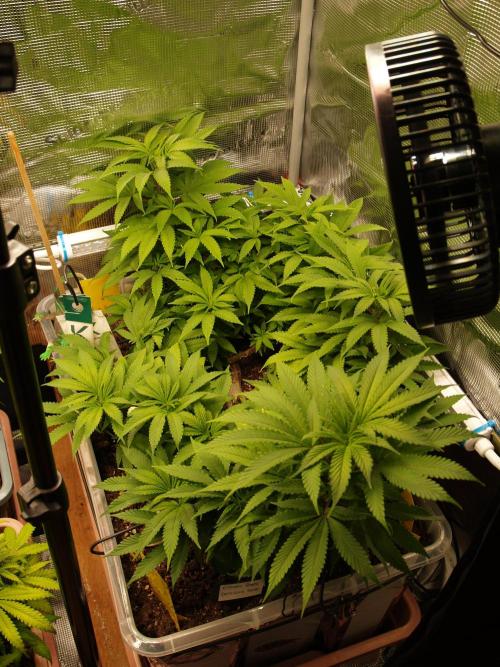 Eleven Roses. Week 13 - Tag 93