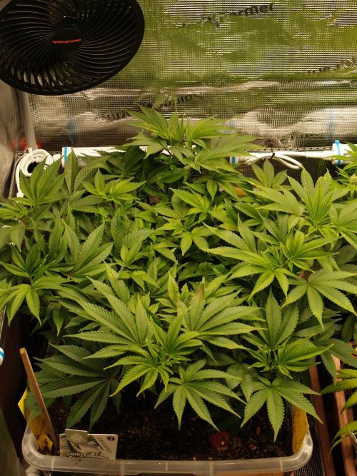 White Rhino From Zamnesia zweite Runde. Week 8 - Tag 63