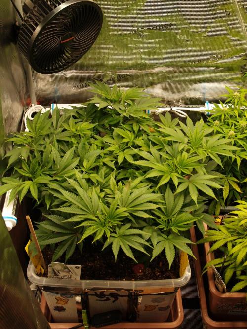 White Rhino From Zamnesia zweite Runde. Week 8 - Tag 63