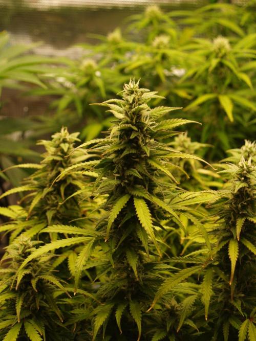 Auto AK-47 XL Divine Seeds. Week 9 - Tag 65