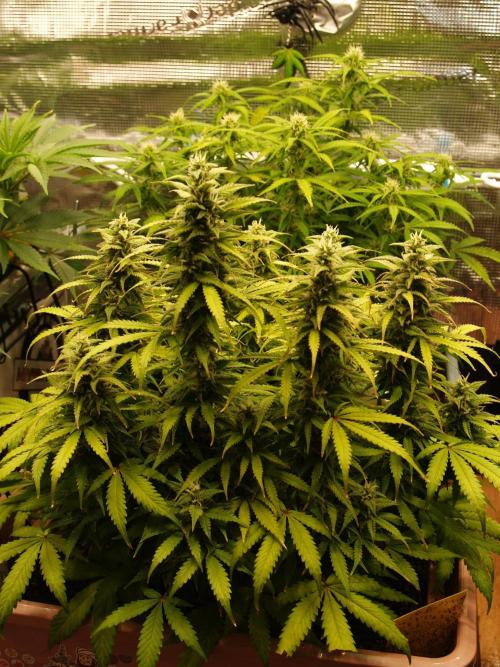 Auto AK-47 XL Divine Seeds. Week 9 - Tag 65