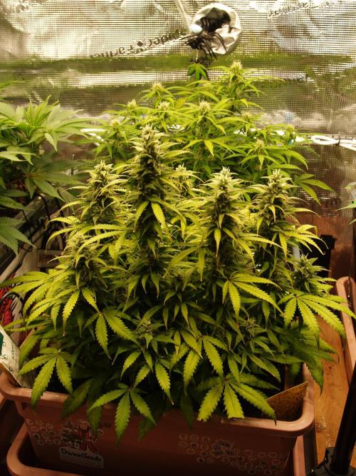 Auto AK-47 XL Divine Seeds. Week 9 - Tag 65