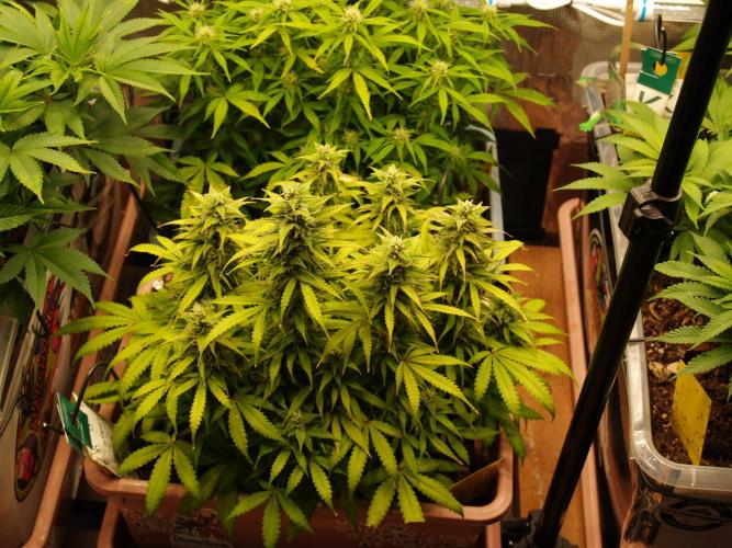 Auto AK-47 XL Divine Seeds. Week 9 - Tag 65