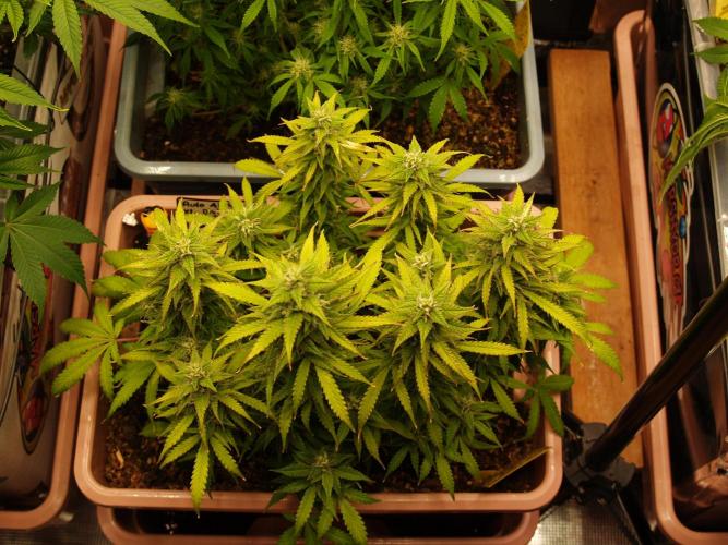 Auto AK-47 XL Divine Seeds. Week 9 - Tag 65