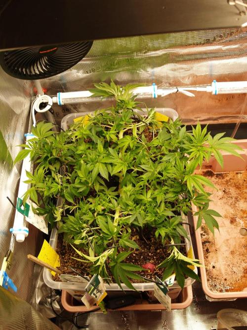 White Rhino From Zamnesia zweite Runde. Week 8 - Tag 63