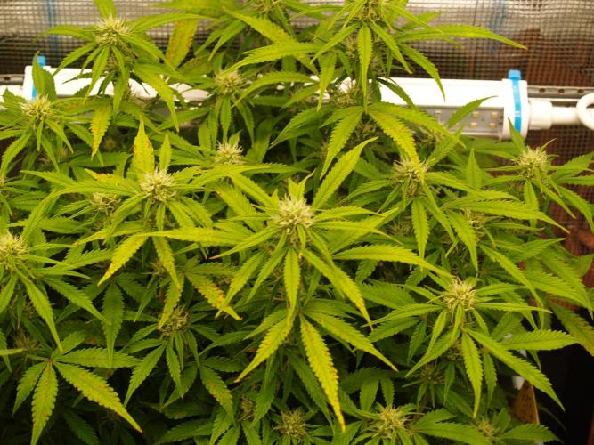 GMO Cookies Auto from Zamnesia. Week 8 - Tag 63