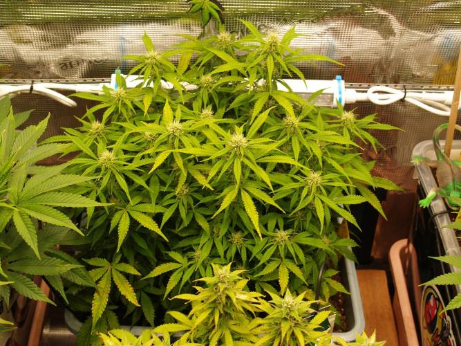 GMO Cookies Auto from Zamnesia. Week 8 - Tag 63