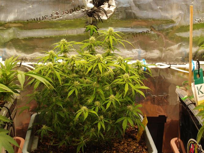 GMO Cookies Auto from Zamnesia. Week 8 - Tag 63