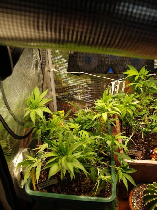 Eleven Roses Klon zur Blüte. Week 11 - Tag 72