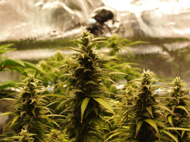 Auto AK-47 XL Divine Seeds. Week 9 - Tag 67