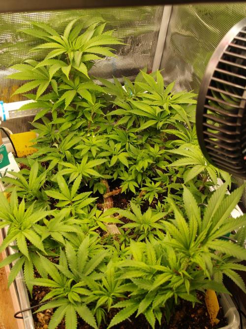 Eleven Roses. Week 13 - Tag 95