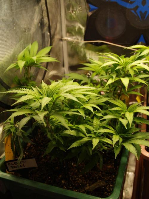 Eleven Roses Klon zur Blüte. Week 11 - Tag 74