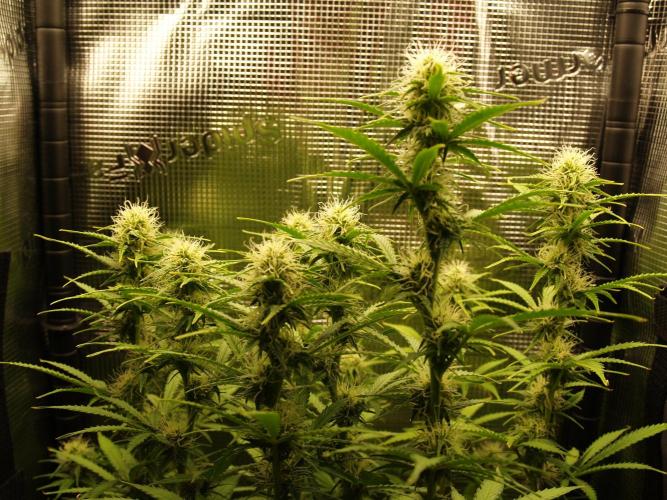 Green Cure CBD F1 Hybrid Auto Zamnesia. Week 9 - Tag 65