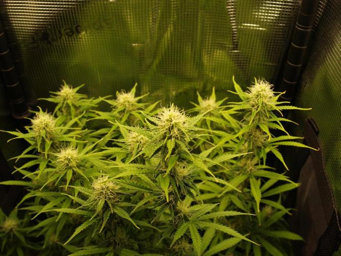 Green Cure CBD F1 Hybrid Auto Zamnesia. Week 9 - Tag 65