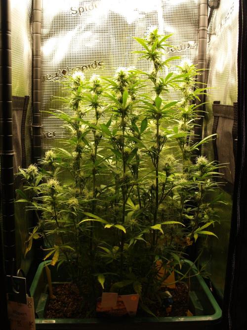 Green Cure CBD F1 Hybrid Auto Zamnesia. Week 9 - Tag 65