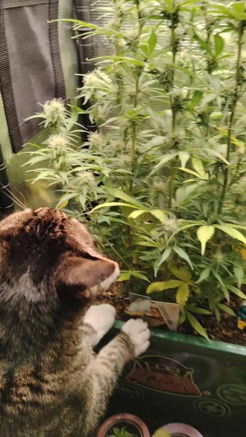 Green Cure CBD F1 Hybrid Auto Zamnesia