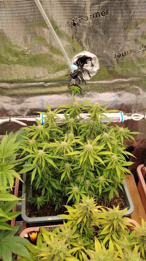 GMO Cookies Auto from Zamnesia