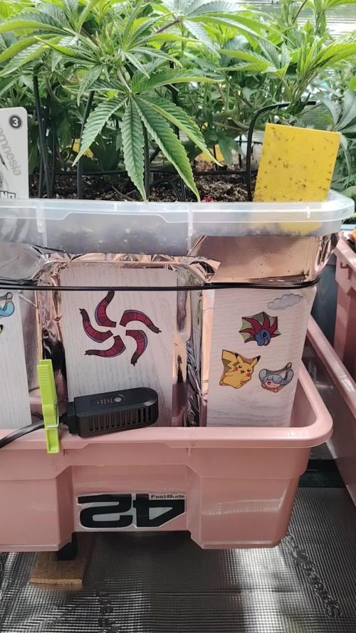 White Rhino From Zamnesia zweite Runde