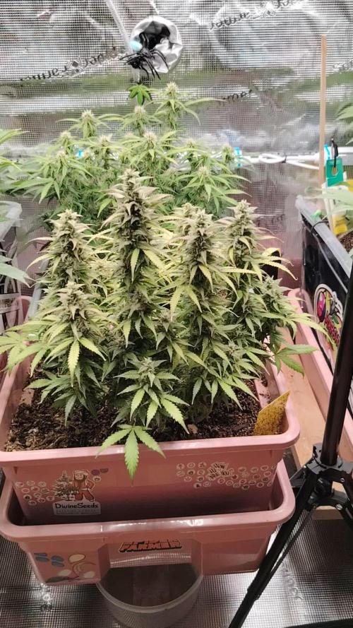 Auto AK-47 XL Divine Seeds