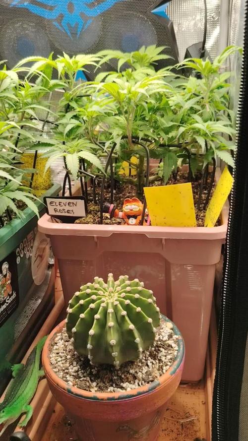 Eleven Roses Klon zur Blüte