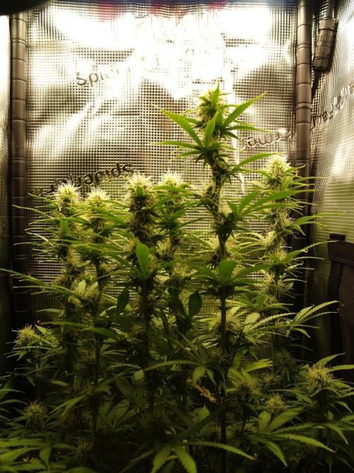 Green Cure CBD F1 Hybrid Auto Zamnesia. Week 9 - Tag 67