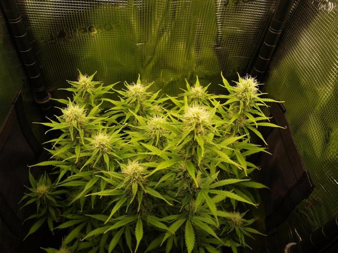 Green Cure CBD F1 Hybrid Auto Zamnesia. Week 9 - Tag 67