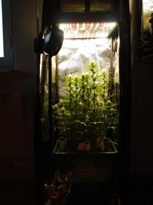 Green Cure CBD F1 Hybrid Auto Zamnesia. Week 9 - Tag 67