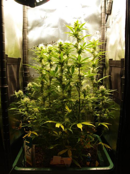 Green Cure CBD F1 Hybrid Auto Zamnesia. Week 9 - Tag 67