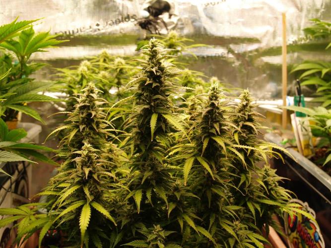 Auto AK-47 XL Divine Seeds. Week 9 - Tag 69 