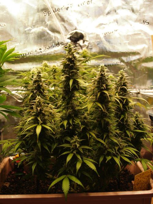 Auto AK-47 XL Divine Seeds. Week 9 - Tag 69