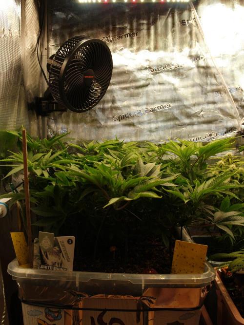 White Rhino From Zamnesia zweite Runde. Week 9 - Tag 67