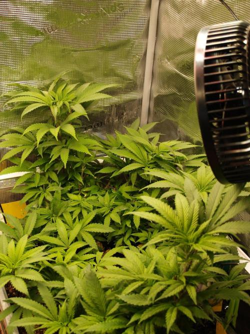 Eleven Roses. Week 13 - Tag 97