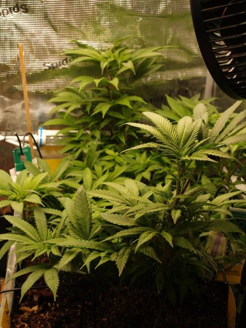 Eleven Roses. Week 13 - Tag 97