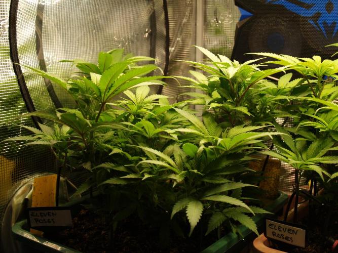 Eleven Roses Klon zur Blüte. Week 11 - Tag 76