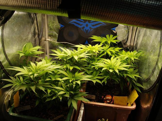 Eleven Roses Klon zur Blüte 2. Week 11 - Tag 76