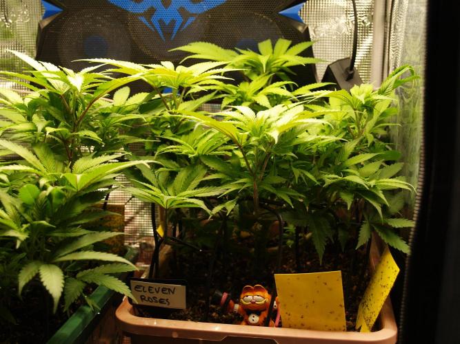 Eleven Roses Klon zur Blüte 2. Week 11 - Tag 76