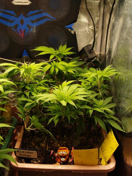 Eleven Roses Klon zur Blüte 2. Week 11 - Tag 74