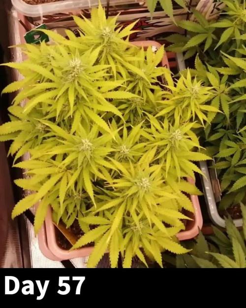 Auto AK-47 XL Divine Seeds