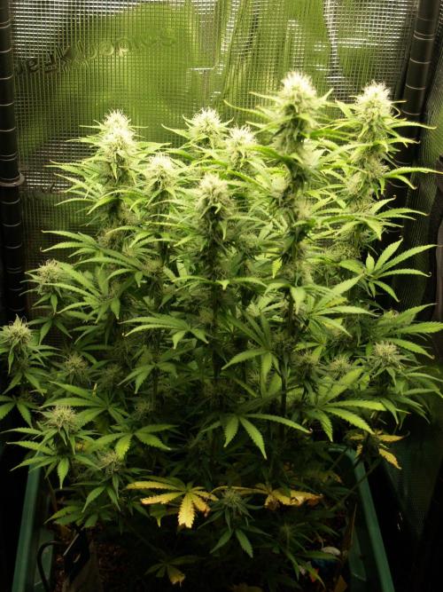 Green Cure CBD F1 Hybrid Auto Zamnesia. Week 9 - Tag 69